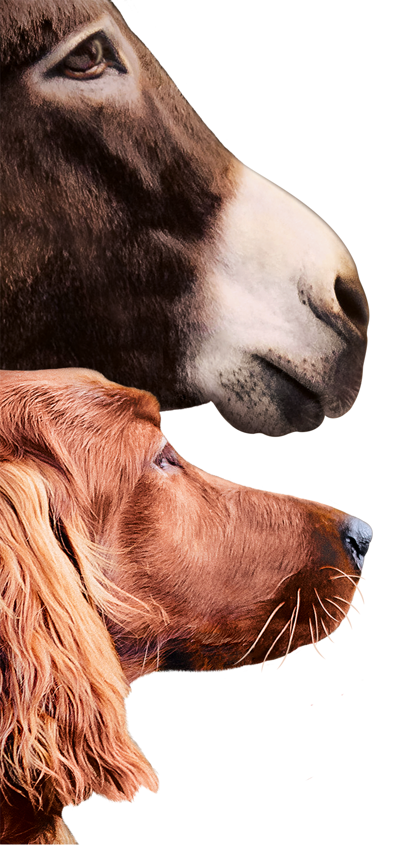BTZ-Esel-Hund