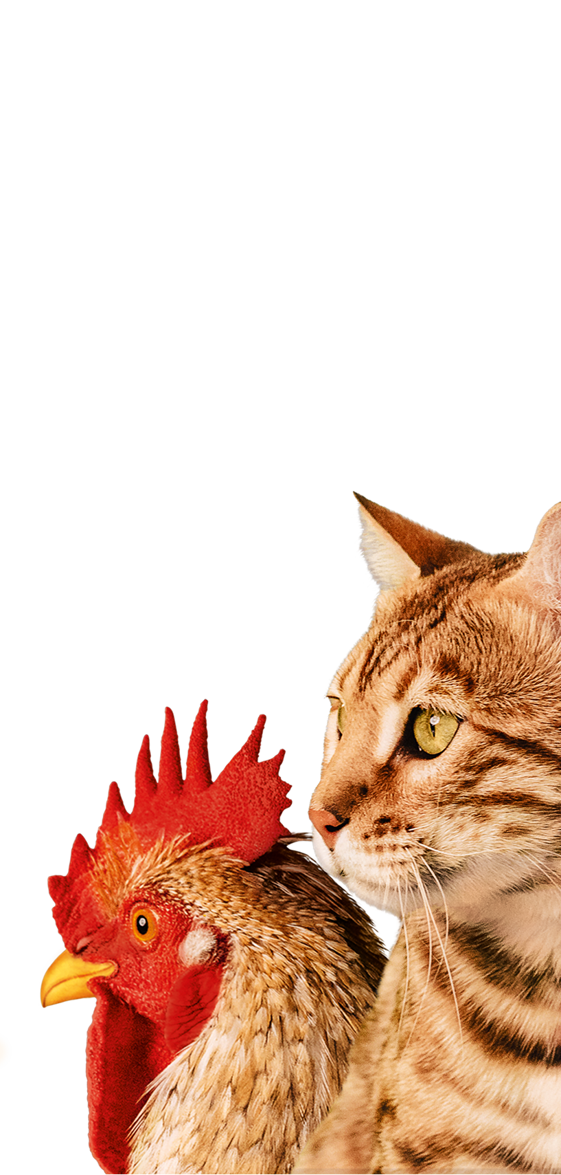 BTZ-Katze-Hahn-Logo-2